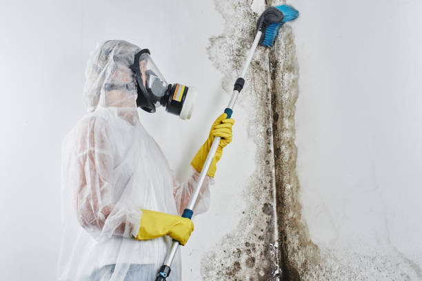 Best Local Mold Removal Service  in Constantine, MI