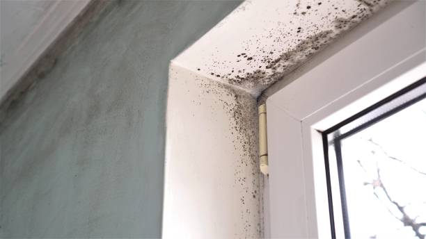 Mold Testing and Removal in Constantine, MI