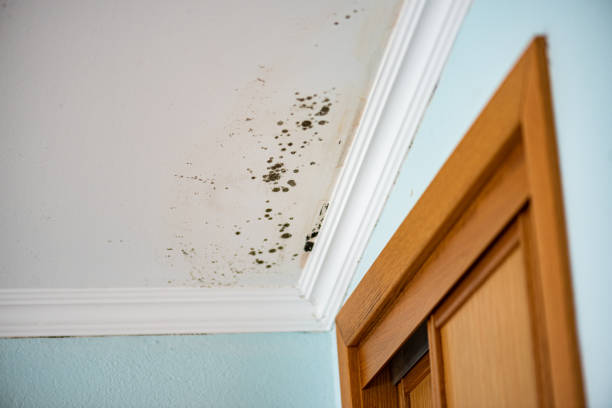 Reliable Constantine, MI Mold Removal Solutions