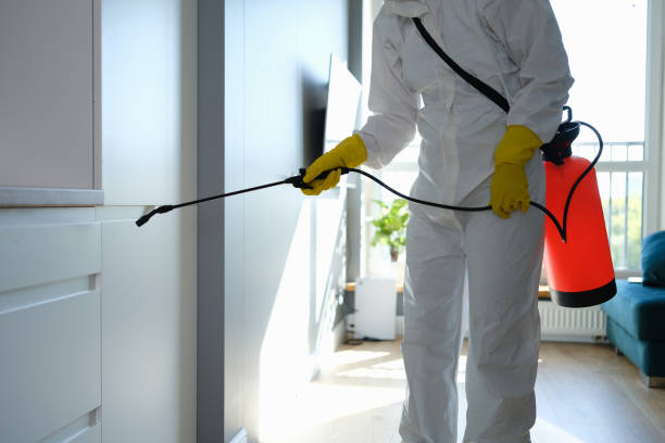 Best Mold Removal Process  in Constantine, MI