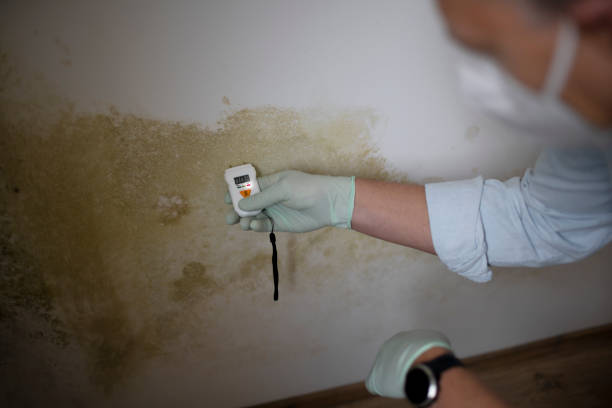 Best Emergency Mold Removal  in Constantine, MI
