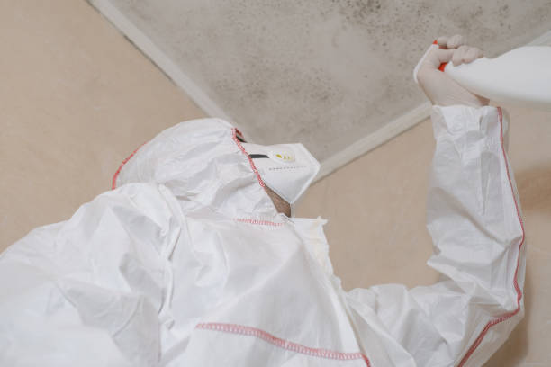 Best Home Mold Removal  in Constantine, MI