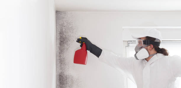 Best Mold Damage Repair  in Constantine, MI