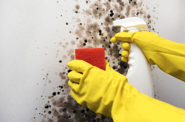Best Commercial Mold Removal  in Constantine, MI