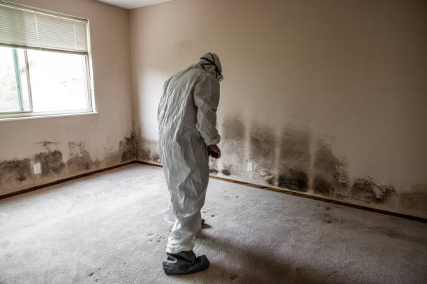 Mold Removal Process in Constantine, MI