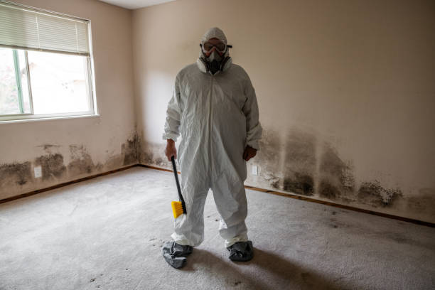Best Local Mold Removal Service  in Constantine, MI