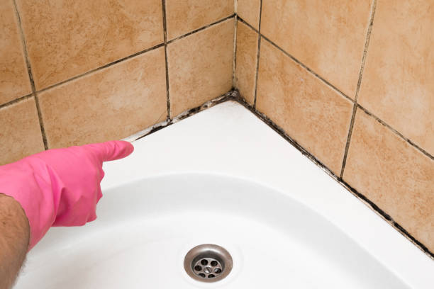 Best Mold Cleaning Services  in Constantine, MI